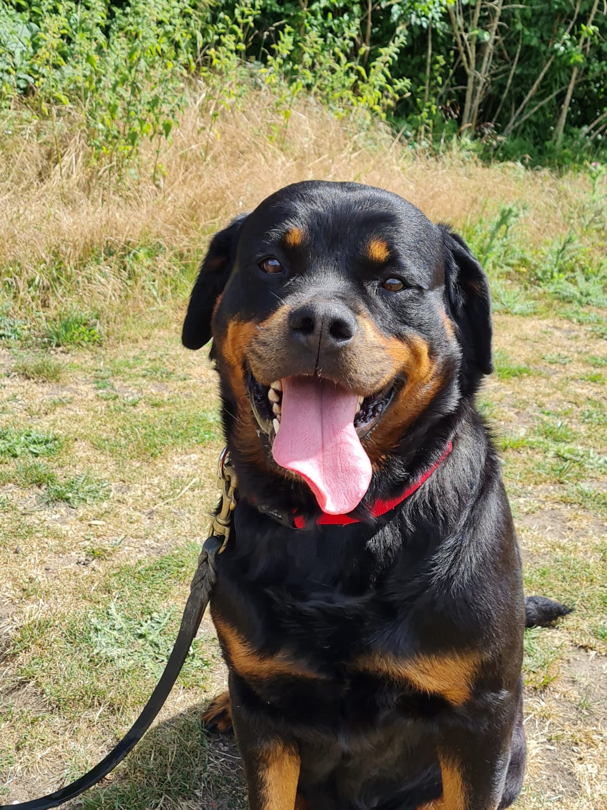 Heidi